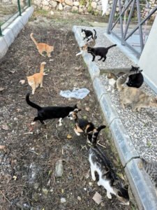 These cats are foraging for food