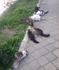street cats