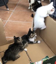 These kittens are 4 weeks old, sthey are so cute but will all need to be neutered once old enough.