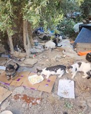 strays fed by volunteers