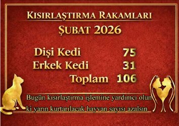 Kısırlaştırma Rakamları Şubat 2026 - 106